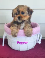 Pepper, a female Shorkie for sale in Sheridan, MI – 3 of 8