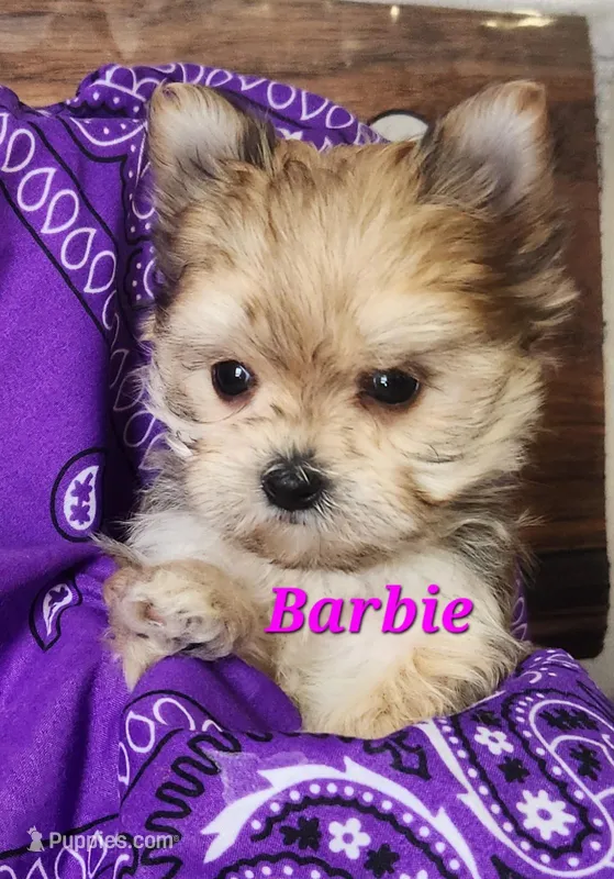 Barbie