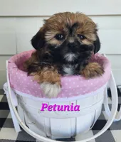 Petunia, a female Shorkie for sale in Sheridan, MI – 7 of 10