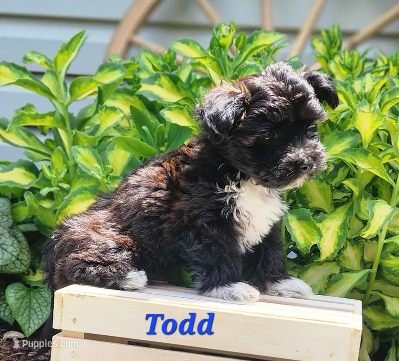Todd – Bichon Frise, Yorkshire Terrier puppy for sale in Sheridan, MI