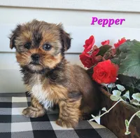 Pepper, a female Shorkie for sale in Sheridan, MI – 8 of 8
