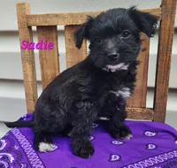 Sadie, a female Bichon Frise and Yorkshire Terrier for sale in Sheridan, MI – 4 of 4
