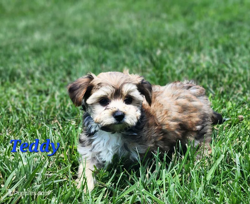 Teddy – Bichon Frise, Yorkshire Terrier puppy for sale in Sheridan, MI