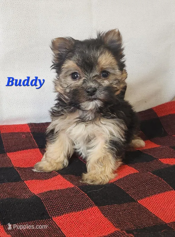 Buddy