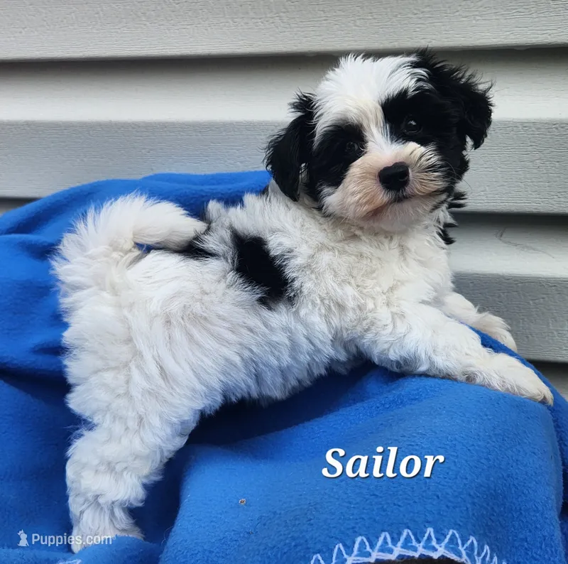 Sailor – Bichon Frise, Yorkshire Terrier puppy for sale in Sheridan, MI