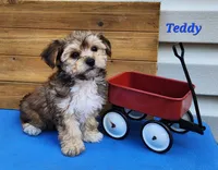 Teddy, a male Bichon Frise and Yorkshire Terrier for sale in Sheridan, MI – 3 of 8