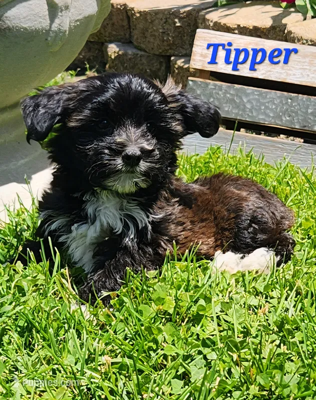 Tipper – Bichon Frise, Yorkshire Terrier puppy for sale in Sheridan, MI