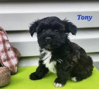 Tony, a male Bichon Frise and Yorkshire Terrier for sale in Sheridan, MI – 3 of 5