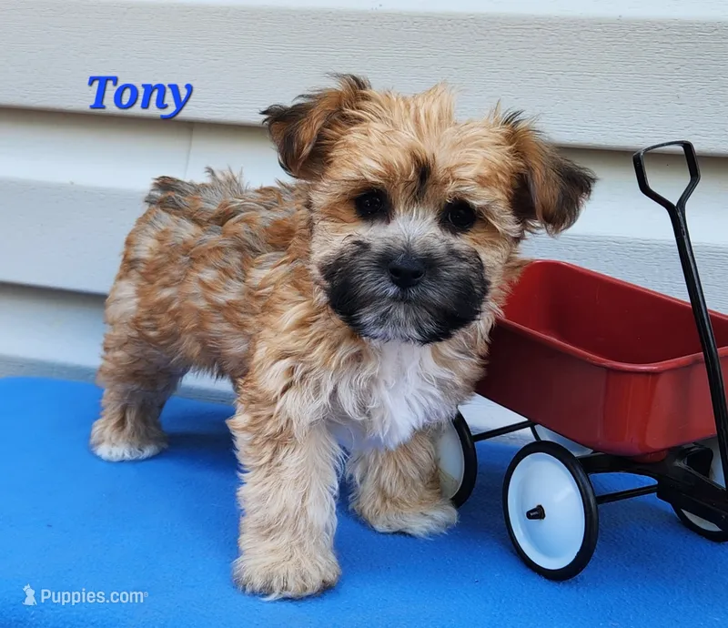 Tony – Bichon Frise, Yorkshire Terrier puppy for sale in Sheridan, MI