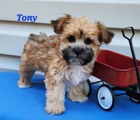 Tony, a male Bichon Frise and Yorkshire Terrier for sale in Sheridan, MI – 1 of 5