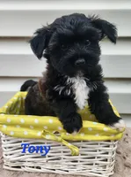 Tony, a male Bichon Frise and Yorkshire Terrier for sale in Sheridan, MI – 2 of 5