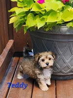 Teddy, a male Bichon Frise and Yorkshire Terrier for sale in Sheridan, MI – 7 of 8