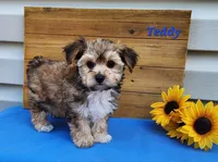 Teddy, a male Bichon Frise and Yorkshire Terrier for sale in Sheridan, MI – 4 of 8
