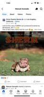 Ace, a male American Bully for sale in American Canyon, CA – 8 of 10