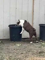 Ace, a male American Bully for sale in American Canyon, CA – 10 of 10