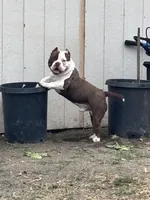 Ace, a male American Bully for sale in American Canyon, CA – 9 of 10
