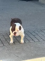 Ace, a male American Bully for sale in American Canyon, CA – 2 of 10