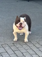 Ace, a male American Bully for sale in American Canyon, CA – 3 of 10