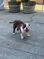 Ace, a male American Bully for sale in American Canyon, CA – 4 of 10