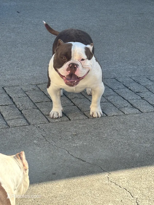 Ace – American Bully puppy for sale in American Canyon, CA