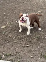 Ace, a male American Bully for sale in American Canyon, CA – 2 of 10