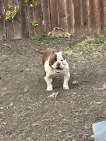 Ace, a male American Bully for sale in American Canyon, CA – 3 of 10