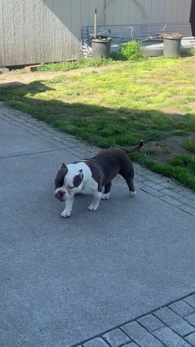 Ace, a male American Bully for sale in American Canyon, CA – 6 of 10
