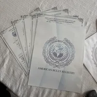 Diva, a female American Bully for sale in American Canyon, CA – Photo 3 of 10