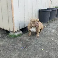 Diva, a female American Bully for sale in American Canyon, CA – Photo 9 of 10