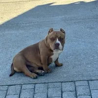 Diva, a female American Bully for sale in American Canyon, CA – Photo 7 of 10