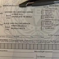 Diva, a female American Bully for sale in American Canyon, CA – Photo 4 of 10