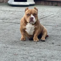Diva, a female American Bully for sale in American Canyon, CA – Photo 5 of 10
