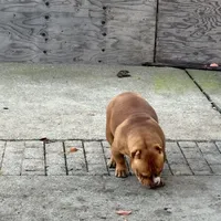 Diva, a female American Bully for sale in American Canyon, CA – Photo 6 of 10
