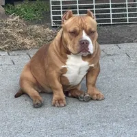 Diva, a female American Bully for sale in American Canyon, CA – Photo 2 of 10