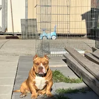 Diva, a female American Bully for sale in American Canyon, CA – Photo 1 of 10