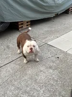 Rosie, a female American Bully for sale in American Canyon, CA – 3 of 10