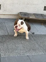 Ace, a male American Bully for sale in American Canyon, CA – 2 of 10