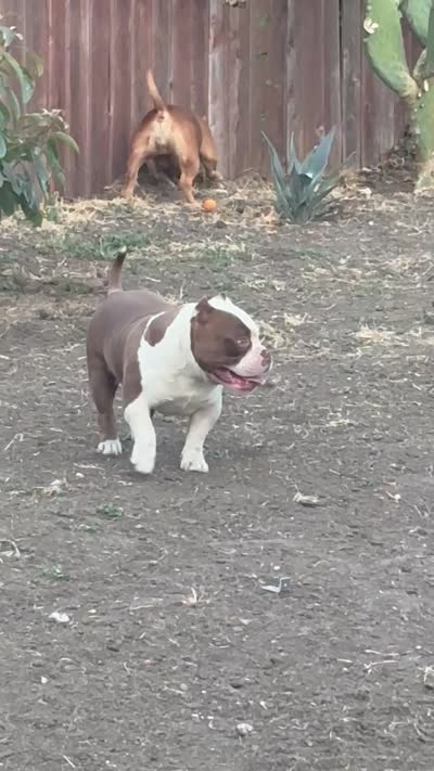 Ace, a male American Bully for sale in American Canyon, CA – 10 of 10