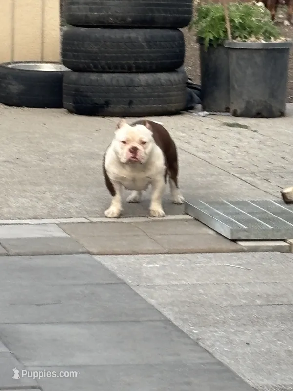 Rosie – American Bully puppy for sale in American Canyon, CA
