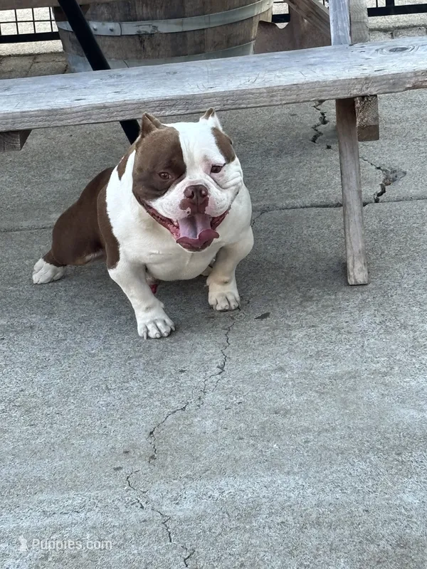 Ace – American Bully puppy for sale in American Canyon, CA