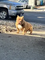 Ace, a male American Bully for sale in American Canyon, CA – Photo 6 of 9