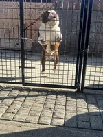 Ace, a male American Bully for sale in American Canyon, CA – Photo 10 of 10