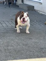 Ace, a male American Bully for sale in American Canyon, CA – Photo 7 of 9