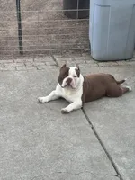 Ace, a male American Bully for sale in American Canyon, CA – Photo 2 of 10