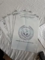 Ace, a male American Bully for sale in American Canyon, CA – Photo 5 of 9