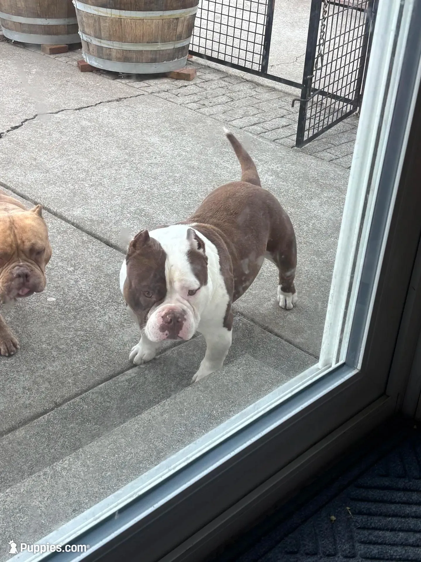 Ace – American Bully puppy for sale in American Canyon, CA