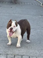 Ace, a male American Bully for sale in American Canyon, CA – Photo 2 of 9