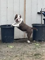 Ace, a male American Bully for sale in American Canyon, CA – Photo 1 of 9