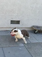 Ace, a male American Bully for sale in American Canyon, CA – 7 of 10
