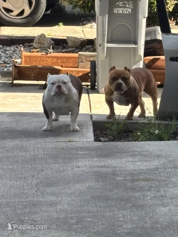 Rosie – American Bully puppy for sale in American Canyon, CA